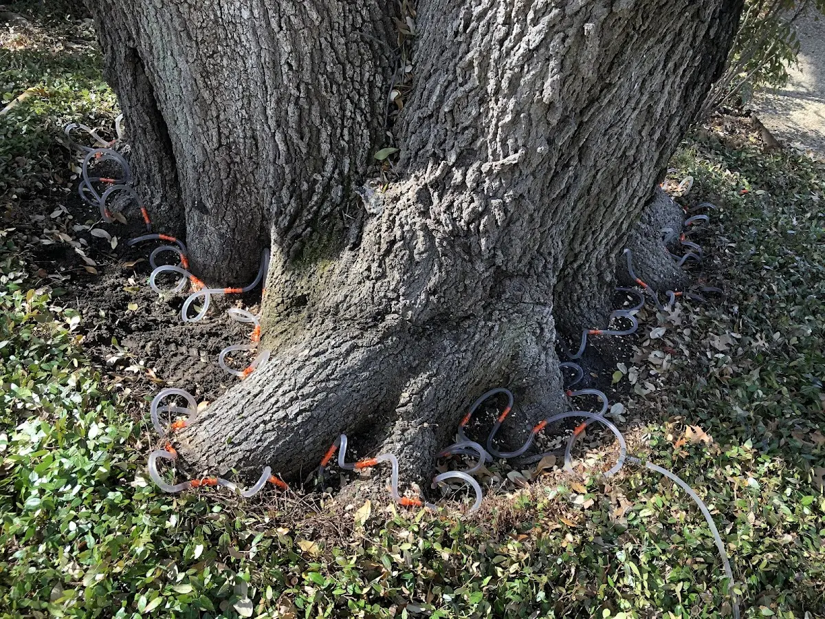 Detailed Tree Cabling and Bracing job site in Aliceville